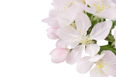 Arkaplanda yaprakları olan elma ağacı çiçekleri, beyaz arka planda izole..