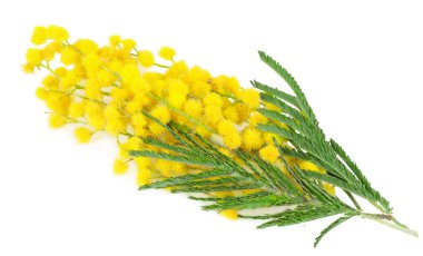 Mimosa, beyaz arka planda izole edilmiş bir mimoza dalı.