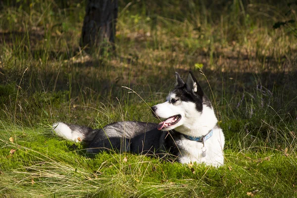 Husky hunden — Stockfoto