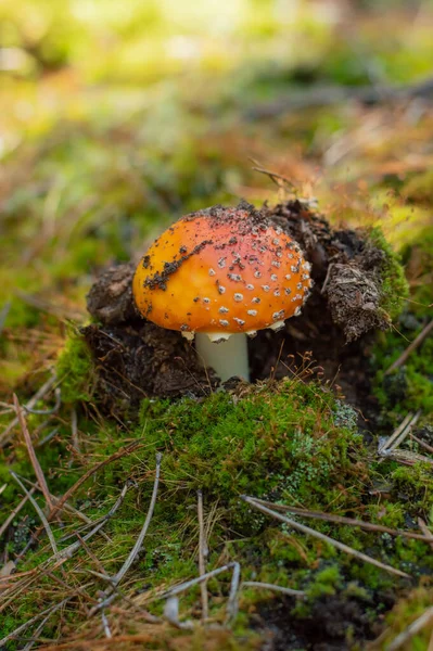 Suddig Bild Fluga Agarisk Grodd Från Marken Mot Bakgrund Skogen — Stockfoto