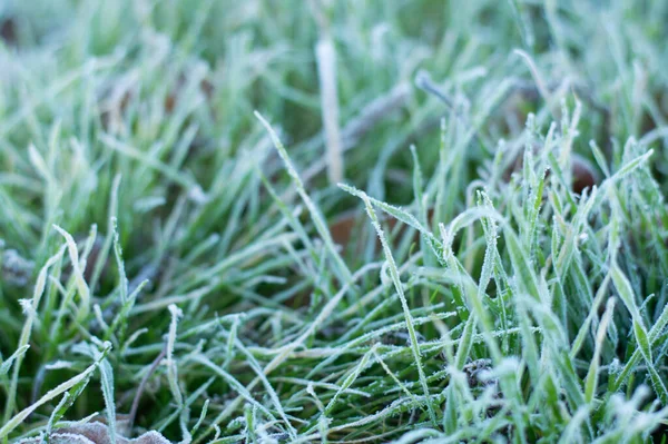 Blurred Image Frost Grass Autumn Morning Natural Background White Green — Stock Photo, Image