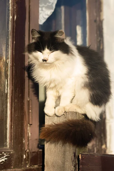 Immagine Sfocata Gatto Bianco Nero Seduto Una Recinzione Vicino Una — Foto Stock