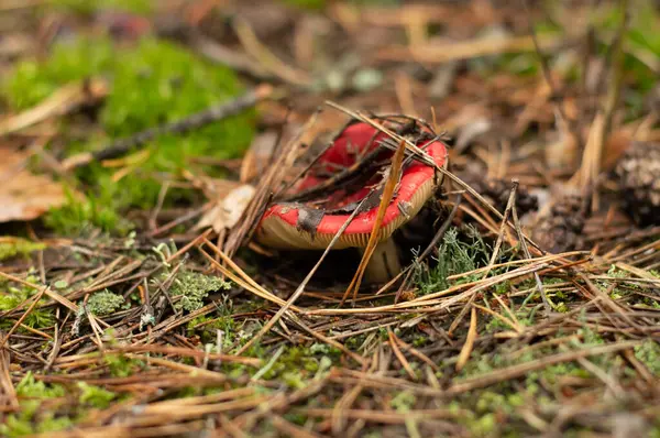 Homályos Kép Egy Gomba Piros Sapkával Csírázik Erdő Padlójáról Őszi — Stock Fotó