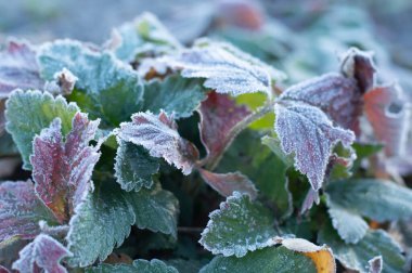 Donmuş çilek yapraklarının bulanık görüntüsü. İlk don, soğuk hava. Sonbahar arkaplanı.