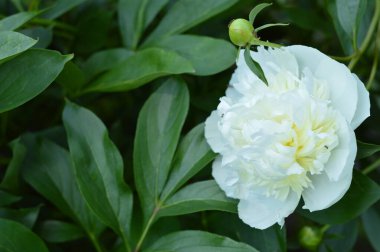 Yeşilliğin arka planına karşı büyüyen beyaz şakayığın bulanık görüntüsü. Bahar arkaplanı.