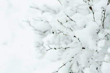 Blurred image of tender branches covered with snow on a white winter background.