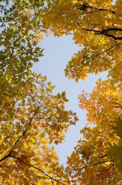Tree branches with yellowed foliage against a blue sky. View from below.Autumn background.
