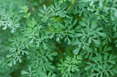 Blurred image of green leaves with water drops on a summer day.Green summer background.