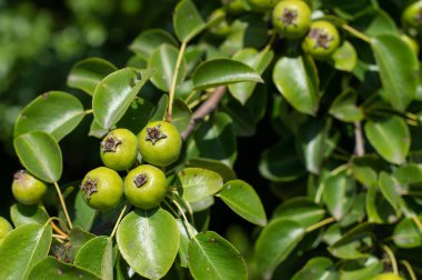 Green pears on a branch with leaves on a sunny summer day.Natural background.
