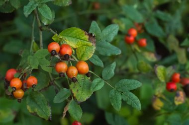 Blurred image of ripe rose hips on a background of green leaves.Medicinal plants.