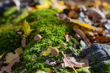 Yeşil yosun, küçük mantar ve orman zemininin bulanık görüntüsü. Doğal arkaplan.