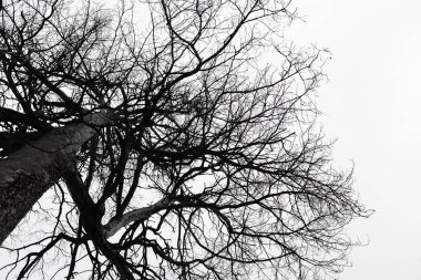 Gri gökyüzünün arka planında, Abanoz ağacının taçlarının bulanık bir görüntüsü. Alt manzara..