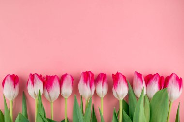 Pembe zemin üzerinde beyaz-pembe laleler ve yazmak için boşluk. Yukarıdan görünüm.