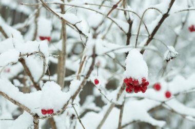 Kırmızı böğürtlenlerin karındaki bulanık görüntü bir dalda. Kış arkaplanı..