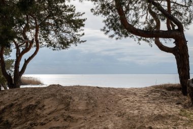Önünde çam ağaçlarıyla kumlu bir sahil, arkasında bulutlu bir gökyüzü ile donmuş bir nehir var..