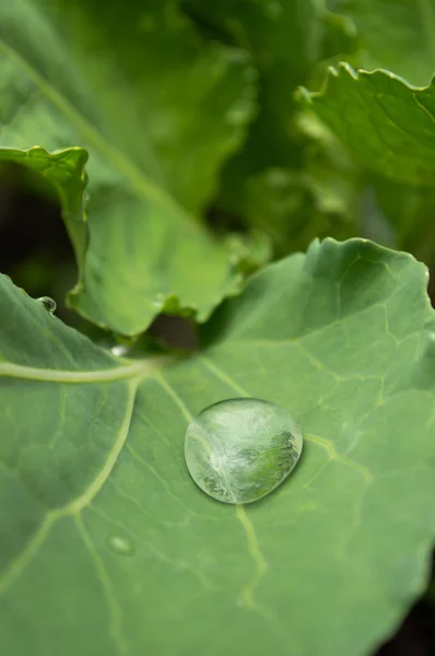 Imagem Turva Folha Verde Com Gota Água Fundo Verde — Fotografia de Stock