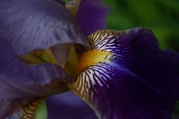 Blurred image of an iris flower in purple. Floral background.