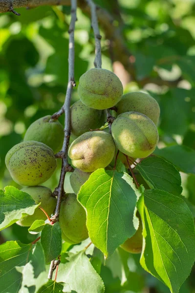 Yeşil yaprakların arka planında olgunlaşmamış kayısı bulanık görüntüsü. Bahçe konsepti..
