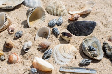 Güneşli bir günde kumsalda kumların ve farklı deniz kabuklarının bulanık görüntüsü..