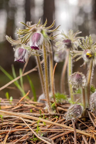 Blurred Image Early Flowers Pulsatilla Patens Backdrop Spring Forest — Zdjęcie stockowe