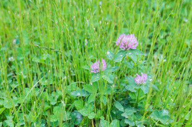 Yonca çiçekli yeşil çimlerin bulanık görüntüsü. Yeşil yaz arka planı.