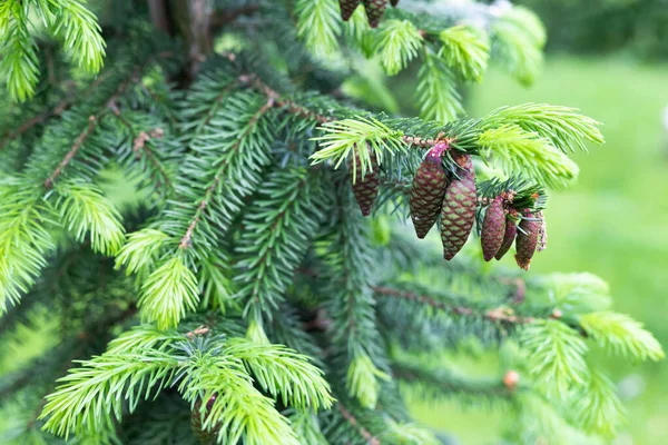 Blurred Image Young Spruce Twigs Cones Green Background Natural Background — Stock Photo, Image