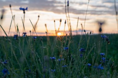 Blurred image of a meadow with cornflowers against the backdrop of a sunset. Floral background.