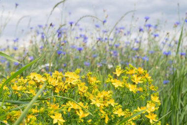 Sarı-mavi tonlarda yabani çiçeklerin bulanık görüntüsü. Yaz arkaplanı.