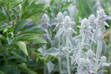 Çiçeklikteki yeşil-gri bitkilerin bulanık görüntüsü. Doğal arkaplan.