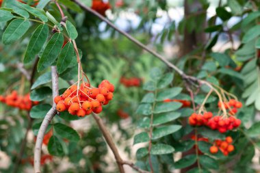 Blurred image of a rowan bunch on a background of greenery. Natural background.