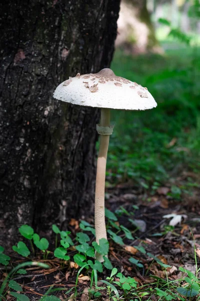 Blurred Image Mushroom Background Wood Greenery Natural Background — Stockfoto