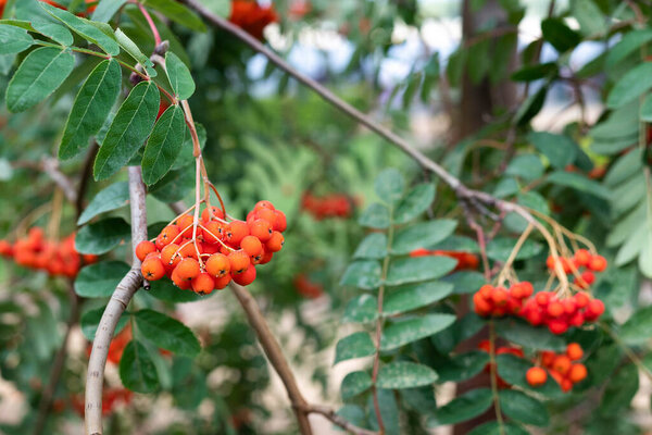Blurred image of a rowan bunch on a background of greenery. Natural background.