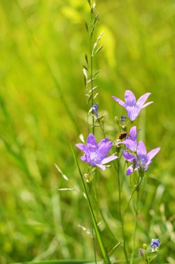 Blurred image of blooming bluebells in the background of a meadow on a sunny day. Summer background.