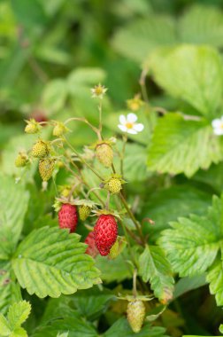 Blurred image of ripe wild strawberry on a green background on a summer day. Summer background.