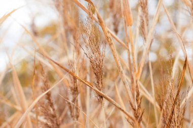 Blurred image of autumn reeds against the sky. Autumn background.
