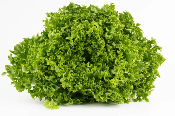 Vit Bakgrund Grönskande Lollosallad Begreppet Användbara Produkter — Stockfoto