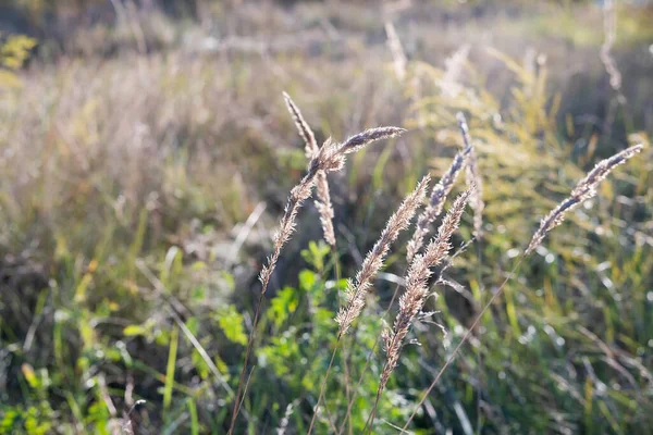 Suddig Bild Höstäng Vid Solnedgången Hösten Bakgrund — Stockfoto