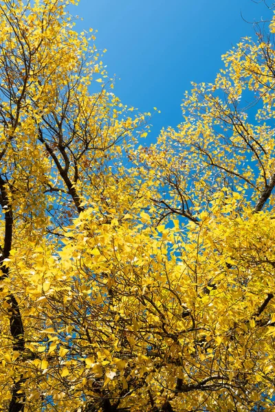 Autumn tree with yellow leaves against a blue sky. autumn background