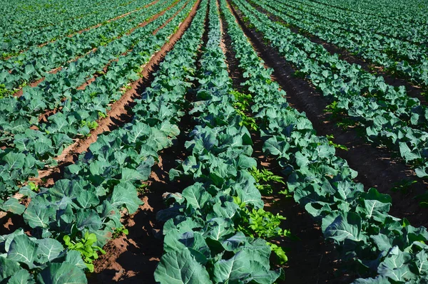 Detalle Una Extensa Plantación Brócoli Suelo Fértil —  Fotos de Stock