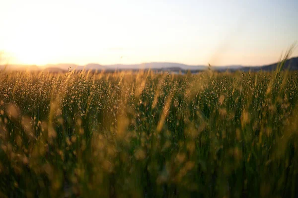 Detail Wheat Barley Cereal Field Sunset — Foto de Stock