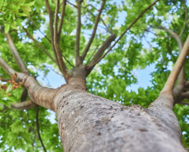 Aşağıdan bir ağacın görünümü detayı