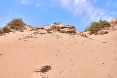 detail of a dune with vegetation on a beach with blue sky in the background