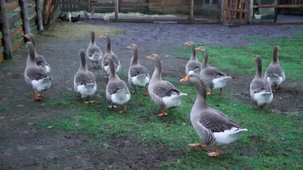 Geese in an aviary in the village — Stock Video