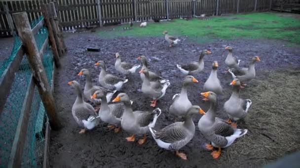 Panorama desde el aviario con gansos hasta el aviario de patos — Vídeo de stock