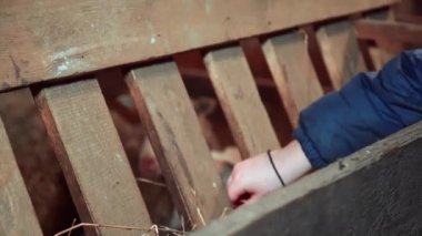 Ahırda samanla beslenen hayvanlar.