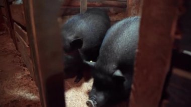 Vietnamlı domuzlar kuşhaneye kapanır.