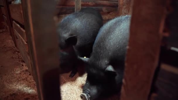 Vietnamská prasata zavírají ve voliéře — Stock video