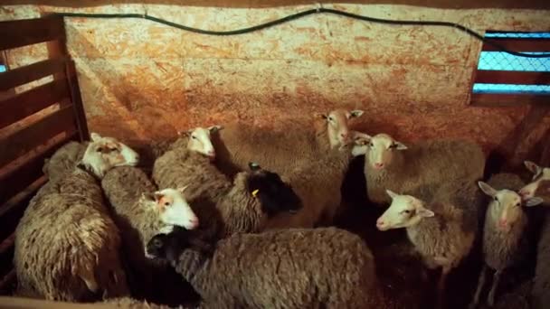 Owce w padoku na farmie — Wideo stockowe