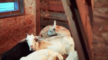 Çiftlikteki bir ahırda keçiler