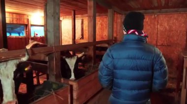 Genç bir çiftçi ahırda yürüyor.